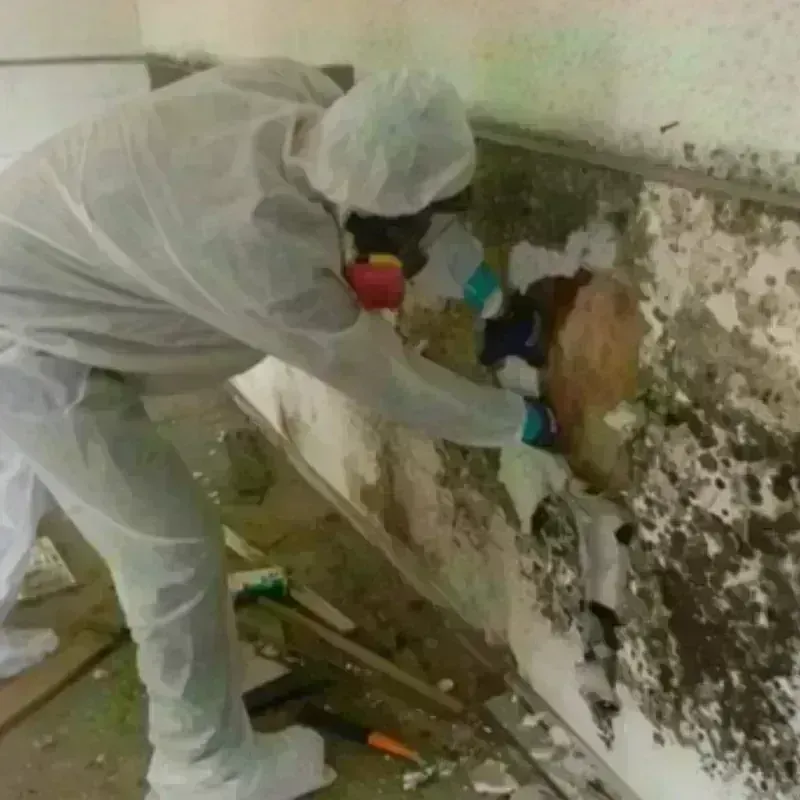 Mold Remediation and Removal in Clarksville, VA